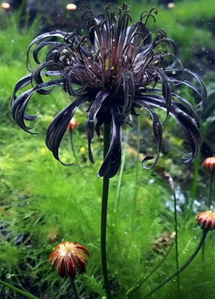🖤Black Spider Lily