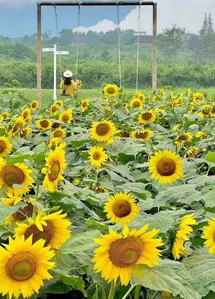 Multi-headed sunflower seeds