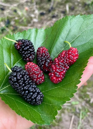 Black Mulberry Seeds