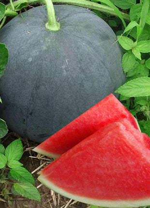 Black Diamond Watermelon Seeds