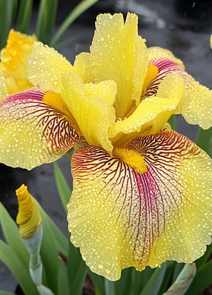 Black and Red Leopard-Patterned Iris (Iris spp.)