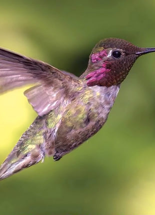 Mixed Wildflower Hummingbird Seeds