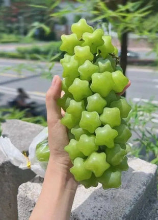 Winter Star Grape Seeds