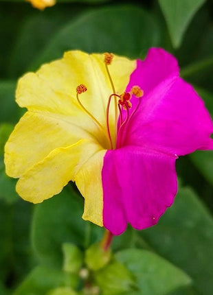 Marvel of Peru Four O' Clock Seeds | Garden Flower Broken Color Changing Transform Pink Rainbow Plant Leaf Seed 2022 Season Fast Shipping