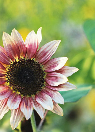 100 Pcs Strawberry Blonde Hybrid Sunflower Seeds