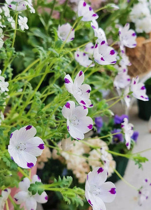 💙Baby-Blue-Eyes Seeds—Sky Color