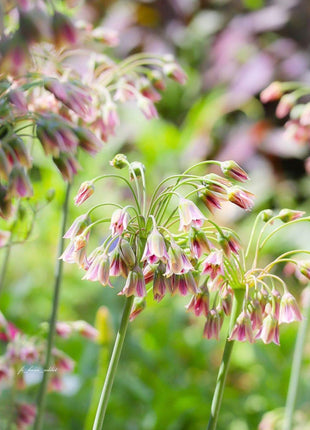 Sicilian Honey Garlic (Bee Lily) Seeds