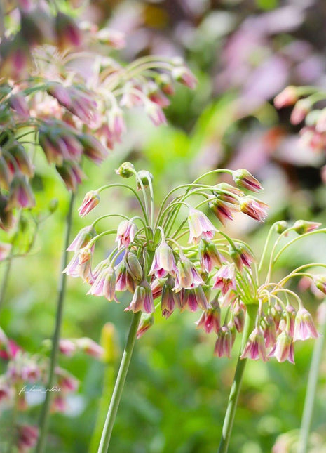 Sicilian Honey Garlic (Bee Lily) Seeds