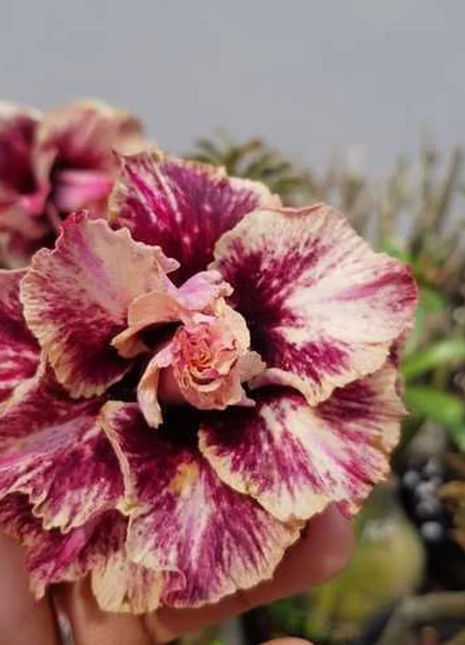 Desert Rose -- Brown Pink