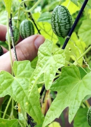 RARE SEEDS THUMB WATERMELON SEEDS