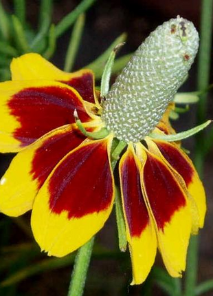 50 Pcs RARE MEXICAN HAT SEEDS