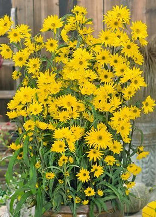 SUNFLOWER SEEDS - MAXIMILIAN