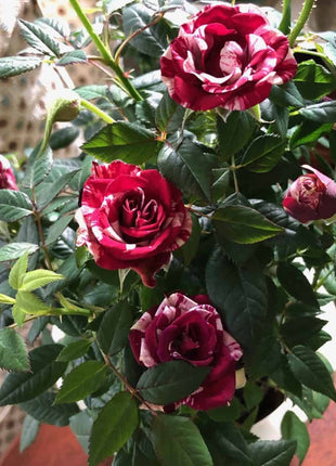 Rose red white Miniature Rose