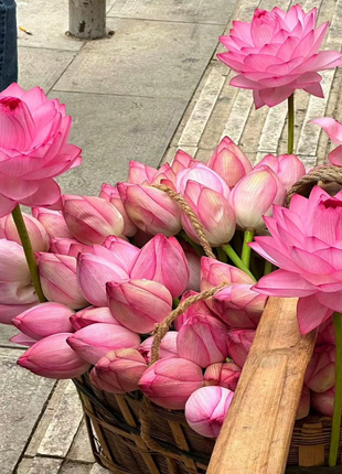 🔥【7 days germination】💐The Sacred Bonsai Bowl Lotus Flower