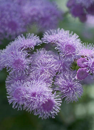 Ageratum Aloha Blue F1