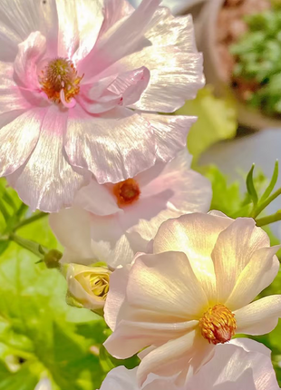 Rare Varieties Butterfly Ranunculus Asiaticus Flower Seeds