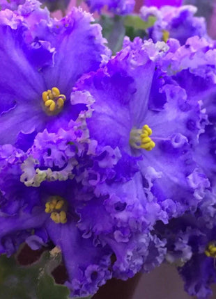 African Violet - saintpaulija Reigning Beauty
