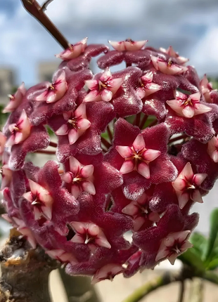 ⭐️Hoya Carnosa Flower Seeds 丨Star-shaped Flower Ball