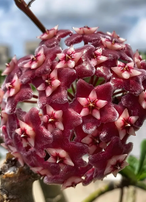 ⭐️Hoya Carnosa Flower Seeds 丨Star-shaped Flower Ball