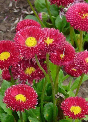 200 pcs Bellis Perensis, Daisy Red - Flower Seeds