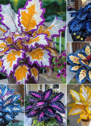 Kaleidoscope Caladium Plant