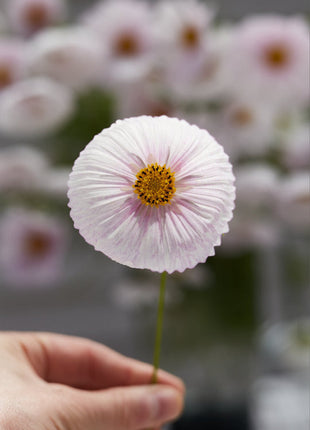 COSMOS CUPCAKE BLUSH FLOWER SEEDS