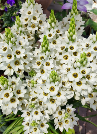 Ornithogalum 'Sonoran White'