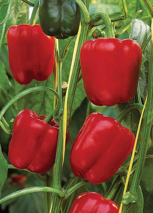 Pepper Sprinter F1 Organic