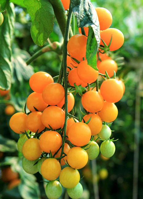 Patio Choice Yellow Cherry Tomato Seeds
