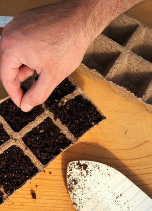 50Pcs Painted Daisy Seeds, Single Mixed Colors