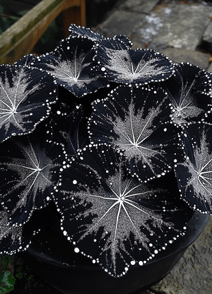 Black Velvet Butterfly Begonia