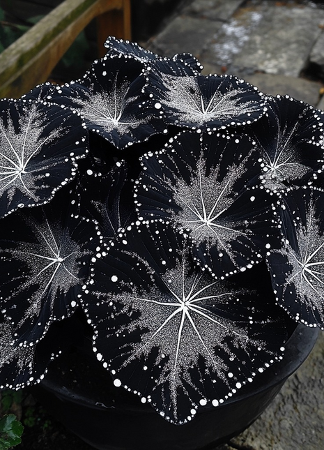 Black Velvet Butterfly Begonia