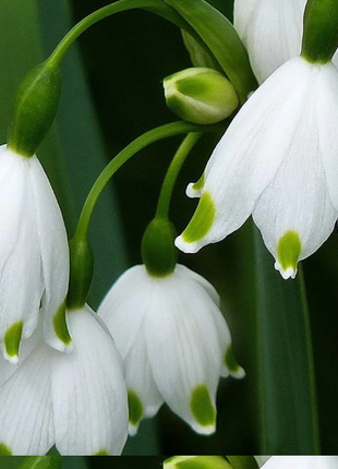 🌼Snowdrop Flower Seeds—Symbol Of Hope