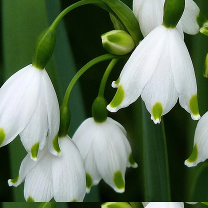 🌼Snowdrop Flower Seeds—Symbol Of Hope