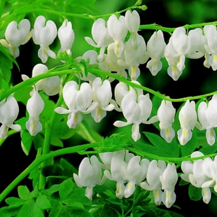 Ocean Bleeding Heart Seeds ~ Dicentra Spectabilis ~ Gifts ~ Grow Your Own ~ Spring Flowers