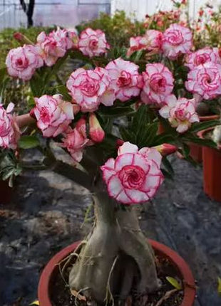 Beautiful whirlpool💞Desert Rose Seeds