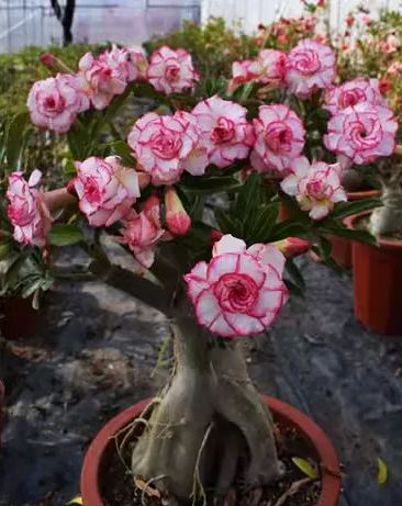 Beautiful whirlpool💞Desert Rose Seeds