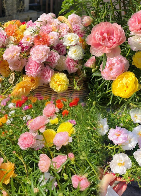 10000 Pcs Muti-color Double Petal Sun Flower Seeds