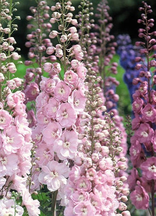 50+ seed Unique, Baby pink blooms Larkspur Seed