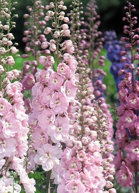 50+ seed Unique, Baby pink blooms Larkspur Seed