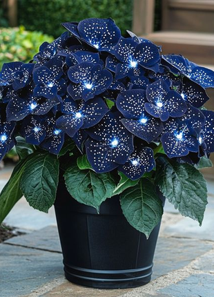 Midnight Wings Begonia 🦋🌙