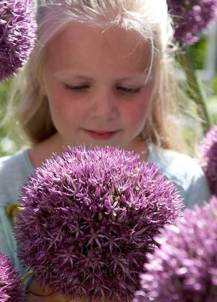 Garden Outdoor Giant Allium Giganteum Beautiful Flower Seeds Bonsai Plant Seeds