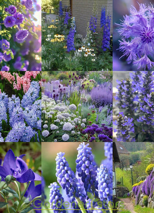 💜Blue Purple Mixed Flower Seeds
