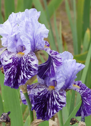 Iris germanica 'Millennium Falcon'