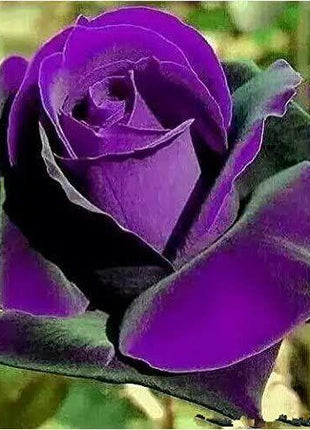 Germany Rare Purple Dragon Rose Seeds