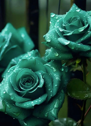 Scottish Green Rose Seeds