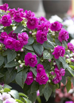 Double Impatiens Seeds - A Symphony of Petals in Nature's Garden