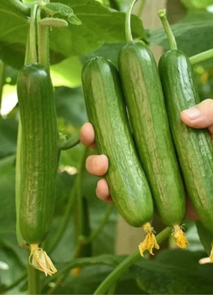 Fruit Cucumber Seeds