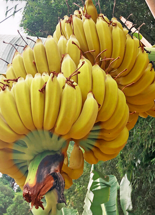Drawf Banana Seeds