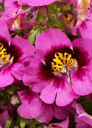 BUTTERFLY FLOWER - ANGEL WINGS MIX